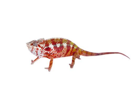 The panther chameleon, Furcifer pardalis isolated on white background