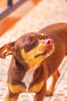 Portrait of a Mexican brown russian toy terrier dog while looking lovely and cute in the camera in Playa del Carmen Mexico.