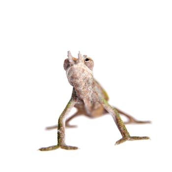 Boehme's chameleon, kinyongia boehmei, isolated on white background