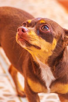 Portrait of a Mexican brown russian toy terrier dog while looking lovely and cute in the camera in Playa del Carmen Mexico.