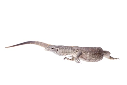 Nile monitor, Varanus niloticus, isolated on white background