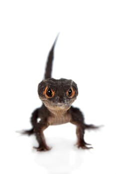 Red-eyed crocodile skinks, tribolonotus gracilis, isolated on white background