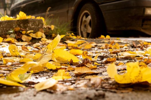 Yellow autumn leaves on the asphalt by the road