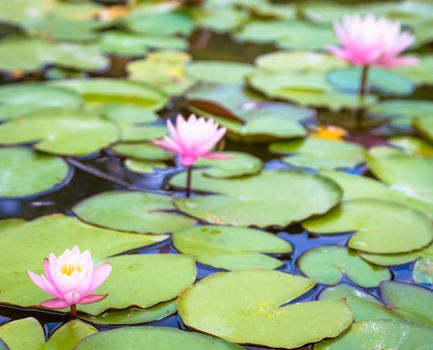 This is a living water lily (no studio photo) with natural sunlight. Useful for romantic and calm concepts.