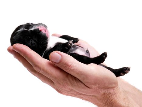 French bulldog puppy, 3 weeks old, isolated on white background