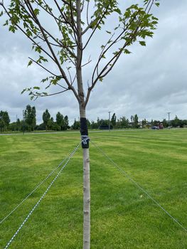 Garter of young trees. Strengthening a young tree with ropes. Garter a young tree with twine to protect against uprooting. Ecology, forest, urban plantations. vertical pic.