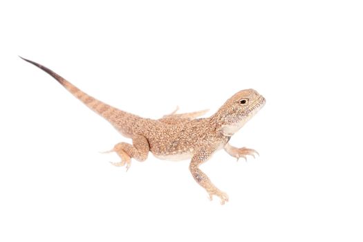 Secret Toad-Headed Agama, Phrynocephalus mystaceus, isolated on white