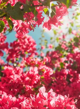 Floral background, spring nature and botanical beauty concept - Coral blooming flowers and blue sky, feminine style background