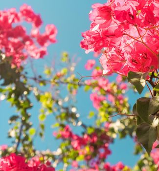 Floral background, spring nature and botanical beauty concept - Coral blooming flowers and blue sky, feminine style background