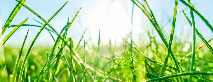 Earth landscape, growth and natural environment concept - Fresh grass and sunny blue sky on a green field at sunrise, nature of countryside