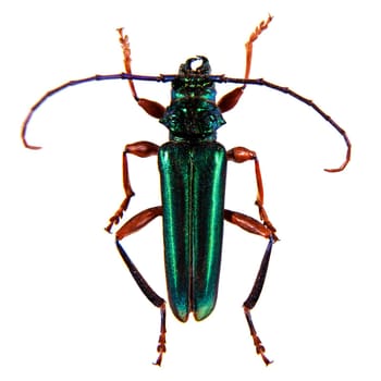 The Pine sawyer beetle in museum isolated on the white background