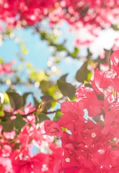 Floral background, spring nature and botanical beauty concept - Coral blooming flowers and blue sky, feminine style background