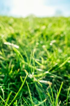 Earth landscape, growth and natural environment concept - Fresh grass and sunny blue sky on a green field at sunrise, nature of countryside