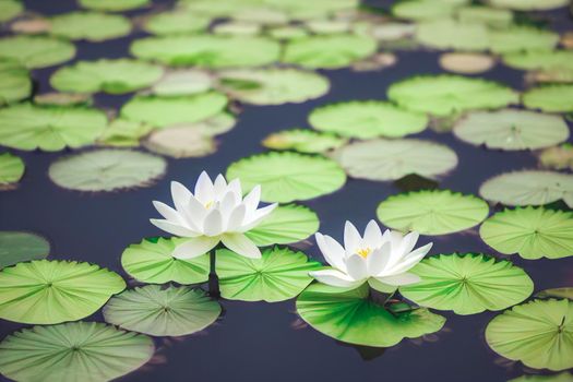 3D illustration white lotus flower pad in pond isolated on blur background. Loy krathong concept background.