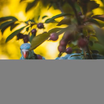 Two blue rose-ringed or ring-necked parakeets, Psittacula krameri, fon the branch in summer garden