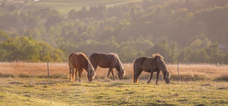 Beautiful horse - wonder of nature. Beautiful horse - in natural setting