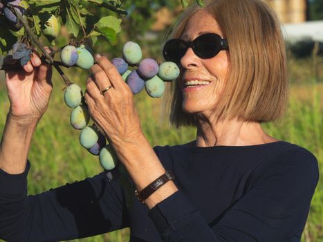 elegant lady picking plums and peaches in a farm during summer