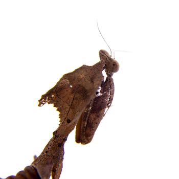 Giant Dead Leaf Mantis, Deroplatys desiccata isolated on white background