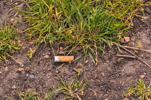 Discarded cigarette butts pollute the environment around the world