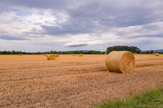 A grain field with bales of straw and a flower strip in bad weather