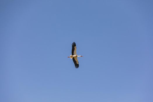 A sliding rattle stork seen from below against blue sky