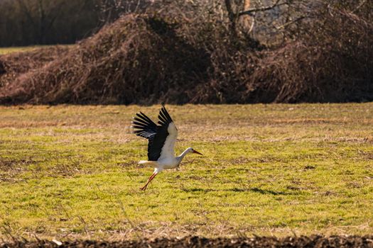 A stork starts in an open field and runs into it