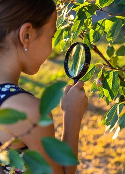 A child is studying a snail in the park. Selective focus. Nature.