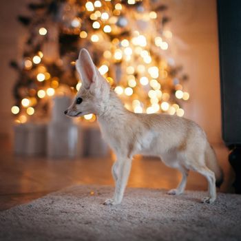 Pretty Fennec fox cub on brown backgorund with flowers