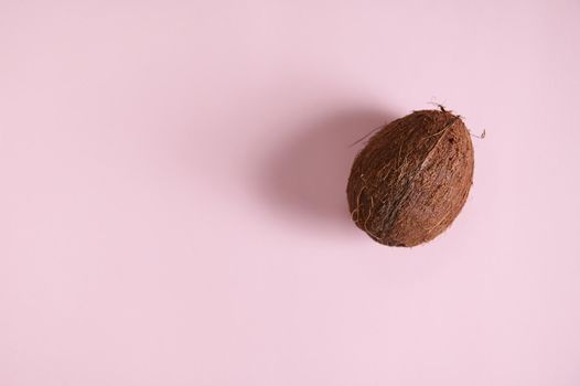 Flat lay. Still life with a raw vegan organic and healthy coconut isolated on pink background with copy advertising space for promotional text. Horizontal studio shot with soft shadow. Web banner