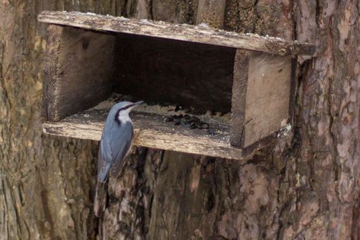 Nuthatch sitting on the feeder. Bird feeding sunflower seeds.