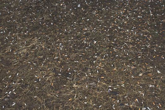 Cigarette butts on the lawn of the city in the spring after the snow melts. Illustration of addiction.