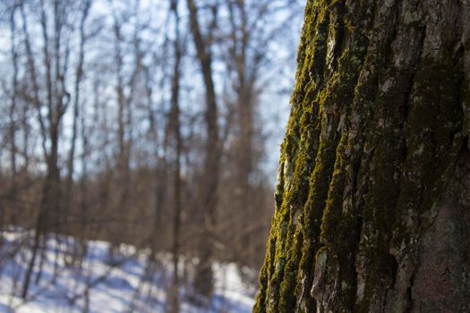 Winter Forest in Spring Sunny Day. Close up Tree in Beautiful Nature Landscape.