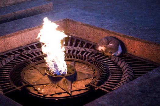 Cat cosily nestled near the Eternal Flame. Sweet dream of animal in the vicinity of the Monument.