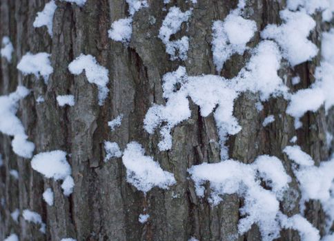 Bark of Oak Covered Snow. Texture Pattern of Nature Material of Forest.