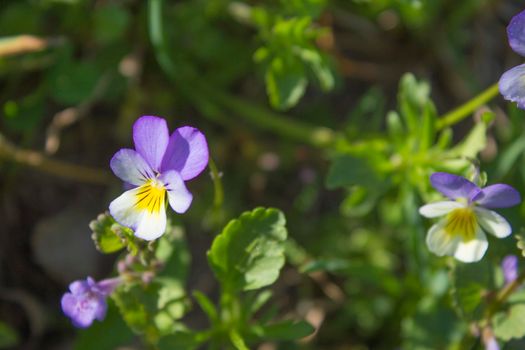 Pansies Flowers in Spring Field, White-Violet Beautiful Petal