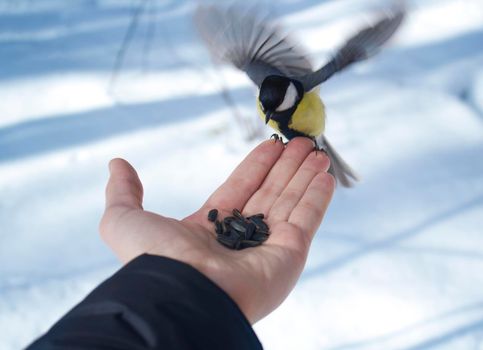 Titmouse on a palm with sunflower seeds, Beautiful Outdoor Winter Scene.