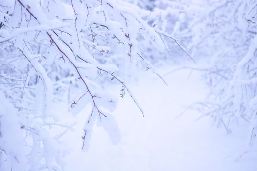 Beautiful Winter Forrest Nature Landscape. Branches of Trees Covered White Clean Snow.