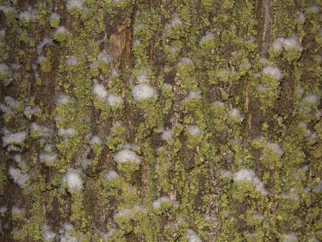 Background Pattern with Texture of Oak's Bark covered snow.