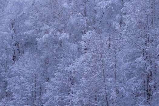 Beautiful Background with Wall of Forest. Trees Covered White Snow. Scenic Illustration of Christmas Season