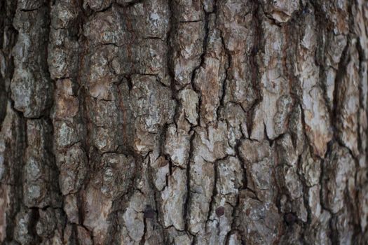 Texture of Pine Bark. Detailed Pattern of Natural Wooden Material.