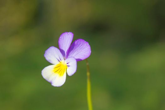 Pansy Flower in Spring Field, White-Violet Beautiful Petal