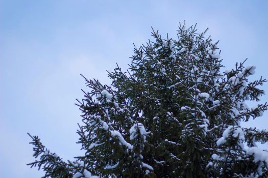 Fir Tree Covered Snow Close up under Winter Sky.