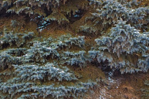 Holiday Christmas Pattern with Close up Blue Fir Tree.