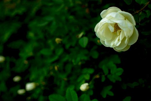 white roseship flower on a dark green background. Card with space for text. High quality photo