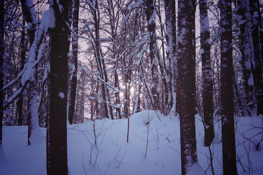 Dark Forest in Winter Night, Mystery moody Landscape Illustration