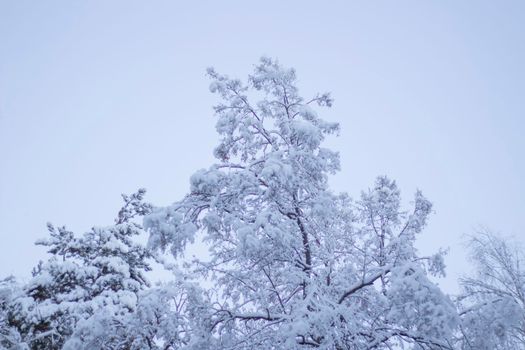 Tree Covered Snow under White Winter Sky. Beautiful Nature Landscape.