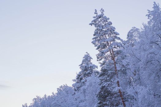 Scenic Winter Nature Landscape with Forest covered Snow. Illustration of Christmas Season.