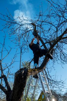 A man prunes or saws an apple tree with a chainsaw. a farmer cuts down the dry branches of apple trees on the stairs against the background of the blue sky