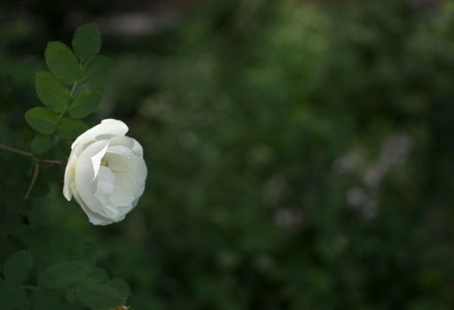 white roseship flower on a dark green background. Card with space for text. High quality photo