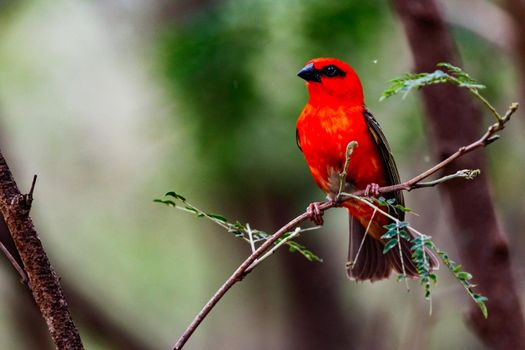 The islands of Mauritius and the Indian Ocean are home to many colorful bird species